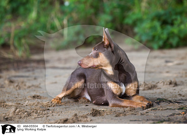 liegender Working Kelpie / lying Working Kelpie / AM-05504