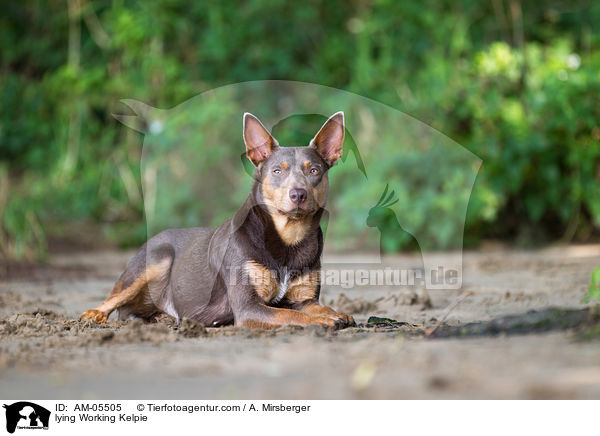 liegender Working Kelpie / lying Working Kelpie / AM-05505