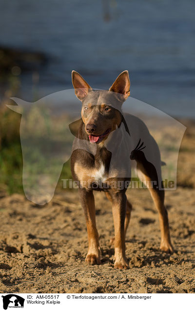 Working Kelpie / Working Kelpie / AM-05517