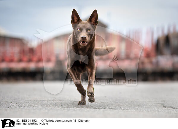 rennender Working Kelpie / running Working Kelpie / BDI-01152