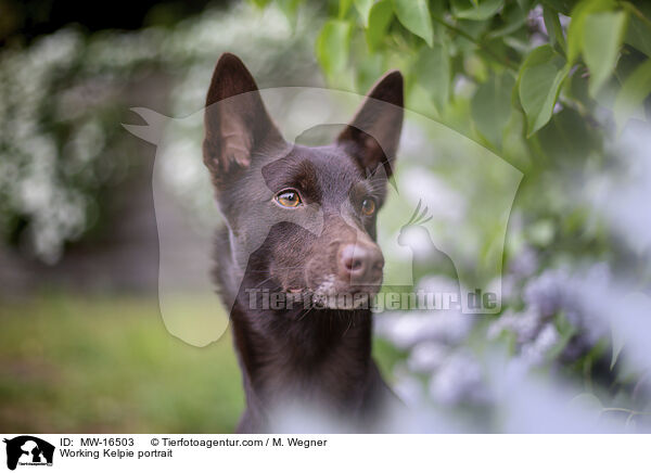 Working Kelpie Portrait / Working Kelpie portrait / MW-16503