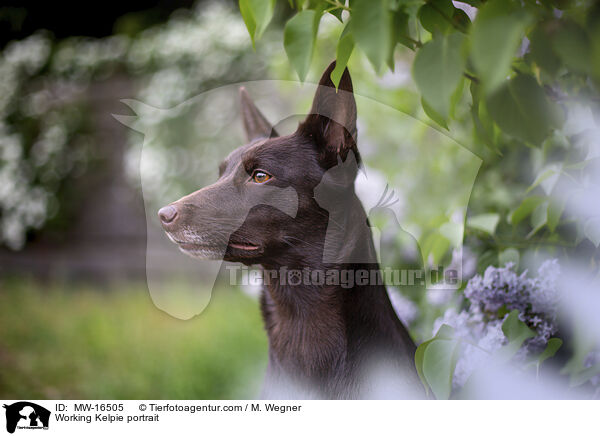 Working Kelpie portrait / MW-16505