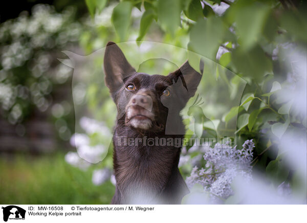 Working Kelpie Portrait / Working Kelpie portrait / MW-16508