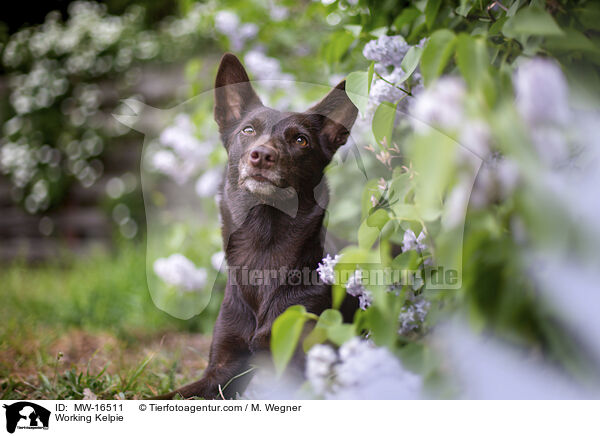 Working Kelpie / Working Kelpie / MW-16511