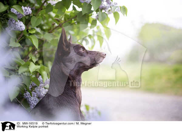 Working Kelpie Portrait / Working Kelpie portrait / MW-16519