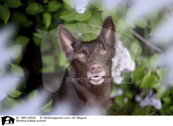 Working Kelpie Portrait / Working Kelpie portrait / MW-16520