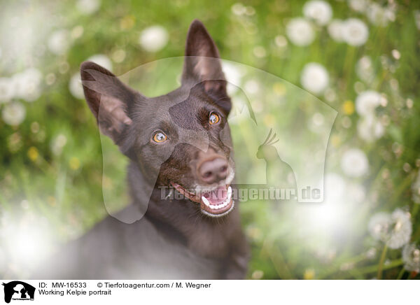 Working Kelpie Portrait / Working Kelpie portrait / MW-16533