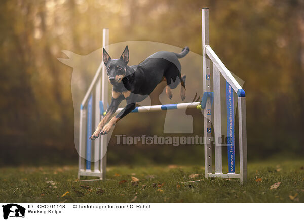 Working Kelpie / Working Kelpie / CRO-01148