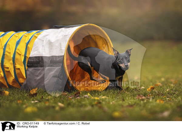 Working Kelpie / Working Kelpie / CRO-01149