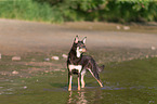 bathing Working Kelpie