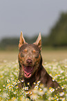 Working Kelpie Portrait