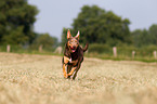 running Working Kelpie