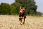 running Working Kelpie