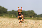 running Working Kelpie