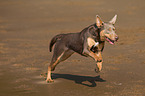 running Working Kelpie