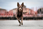 running Working Kelpie