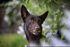 Working Kelpie portrait