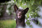 Working Kelpie portrait