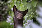 Working Kelpie portrait