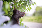 Working Kelpie portrait