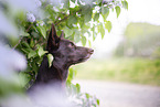 Working Kelpie portrait