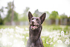 Working Kelpie portrait