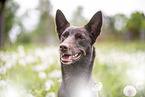 Working Kelpie portrait