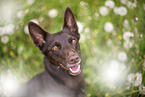 Working Kelpie portrait