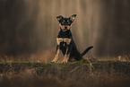 Working Kelpie puppy