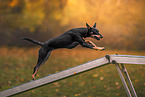 Working Kelpie