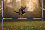 Working Kelpie