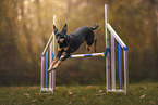Working Kelpie