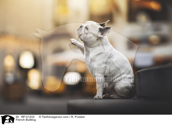 Franz�sische Bulldogge / French Bulldog / RP-01202