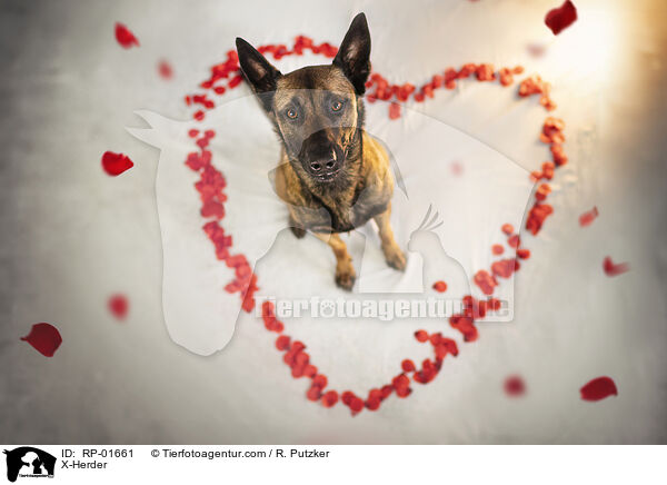 X-Herder / X-Herder / RP-01661