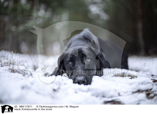 black Xoloitzcuintle in the snow / MW-17871