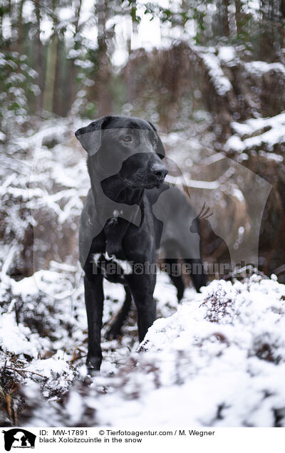 black Xoloitzcuintle in the snow / MW-17891