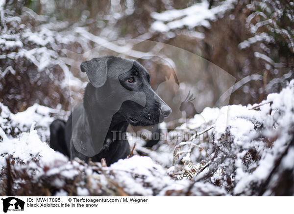 black Xoloitzcuintle in the snow / MW-17895