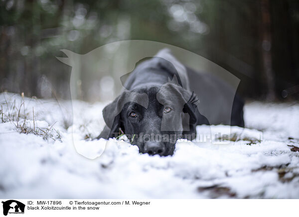 schwarzer Xoloitzcuintle im Schnee / black Xoloitzcuintle in the snow / MW-17896