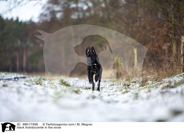 black Xoloitzcuintle in the snow / MW-17898