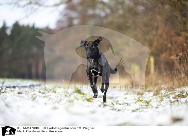 black Xoloitzcuintle in the snow / MW-17899