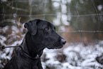 black Xoloitzcuintle in the snow