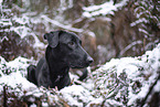 black Xoloitzcuintle in the snow