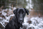 black Xoloitzcuintle in the snow