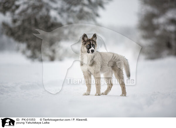 young Yakutskaya Laika / PK-01053