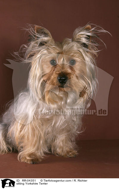 sitzender / sitting Yorkshire Terrier / RR-04351