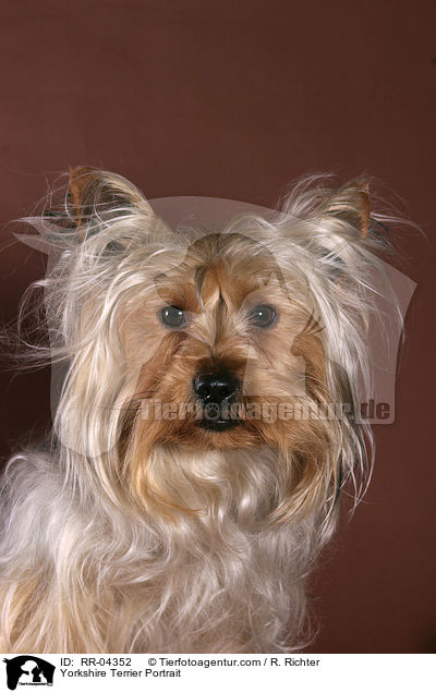 Yorkshire Terrier Portrait / Yorkshire Terrier Portrait / RR-04352
