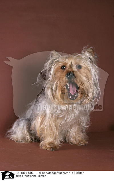 sitzender / sitting Yorkshire Terrier / RR-04353