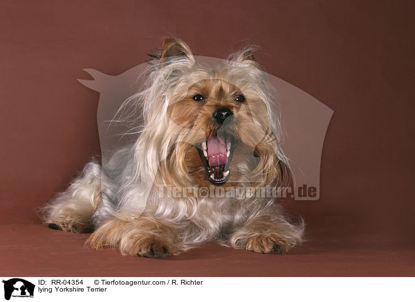 liegender / lying Yorkshire Terrier / RR-04354
