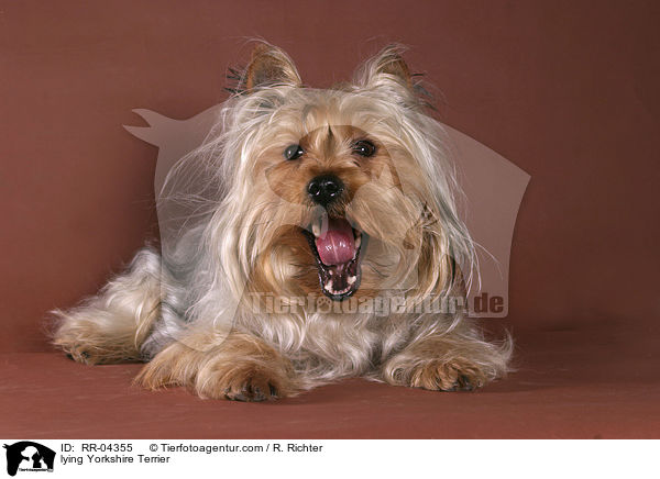 liegender / lying Yorkshire Terrier / RR-04355