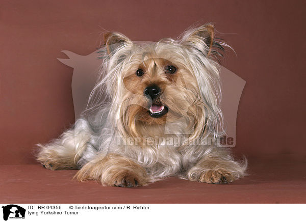 liegender / lying Yorkshire Terrier / RR-04356